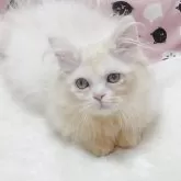 ミヌエット(短足)【大阪府・男の子・2025年7月20日・クリームホワイト】の写真2