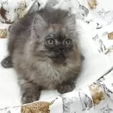 ミヌエット(長足)【大阪府・男の子・2025年1月20日・ブラックスモーク】の写真3