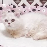 ミヌエット(短足)【大阪府・男の子・2025年7月20日・クリーム】の写真3