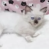 ラグドール【大阪府・女の子・2025年7月8日・シールポイントミテッド】の写真3