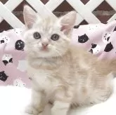 ミヌエット(長足)【大阪府・男の子・2025年6月28日・クリームタビー】の写真3