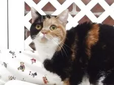 スコティッシュフォールド(立ち耳)【大阪府・女の子・2025年8月21日・シルバータビーホワイト】の写真4「母　親」