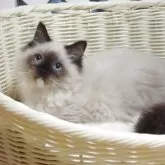 ラグドール【大阪府・男の子・2025年8月29日・シールポイントミゼット】の写真4「母親」