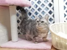 ミヌエット(長足)【大阪府・男の子・2025年6月21日・クリームホワイト】の写真4「父親」