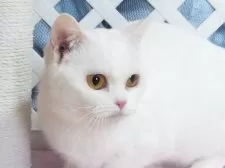 マンチカン(短足)【大阪府・男の子・2025年3月12日・ホワイト】の写真4「母親」