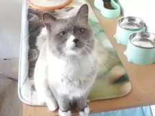 ラグドール【大阪府・男の子・2025年8月29日・シールポイントミゼット】の写真5「父親」