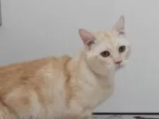 マンチカン(短足)【大阪府・男の子・2025年3月12日・ホワイト】の写真5「父親」