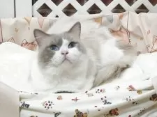 ラグドール【大阪府・女の子・2025年7月8日・シールポイントミテッド】の写真5「父親」