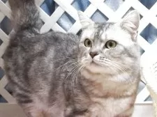 ミヌエット(短足)【大阪府・男の子・2025年7月20日・クリームホワイト】の写真5「父親」