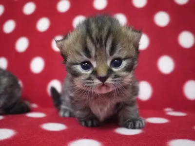 ID：1402-00014の子猫