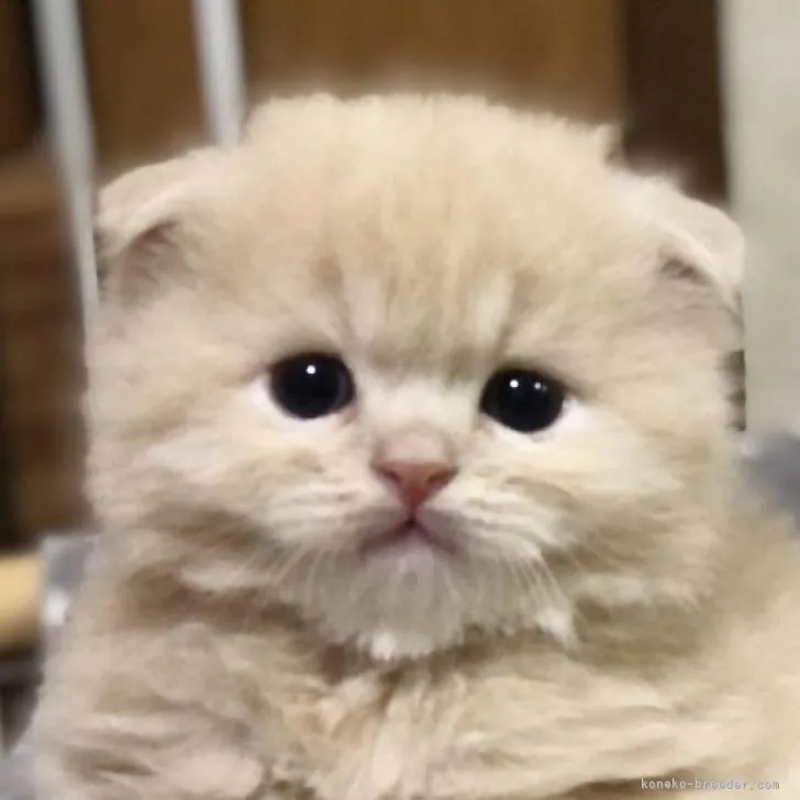 ID：2301-00892の子猫