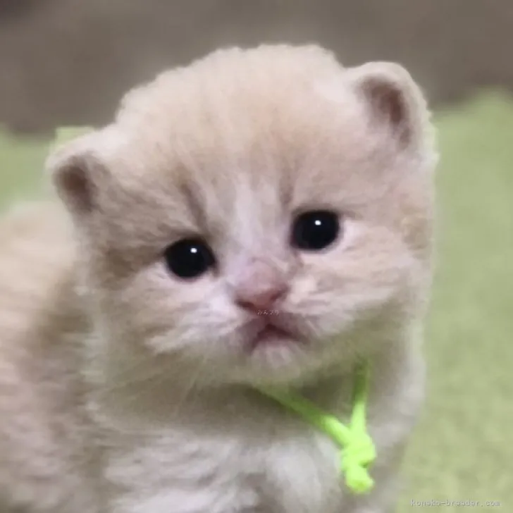 ID:2308-03386の子猫