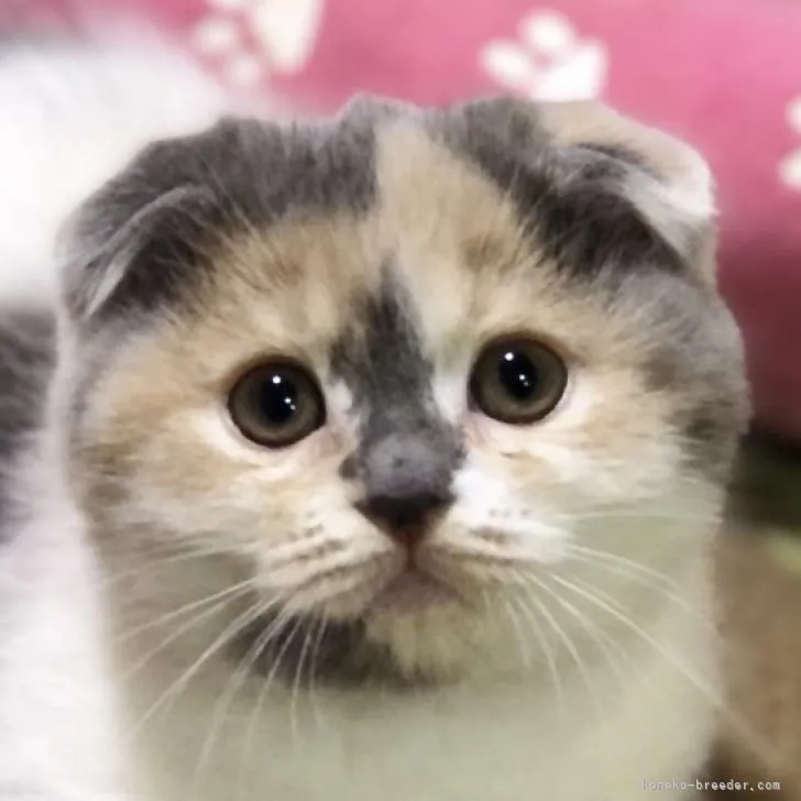 ゆうき 様のお迎えした子猫