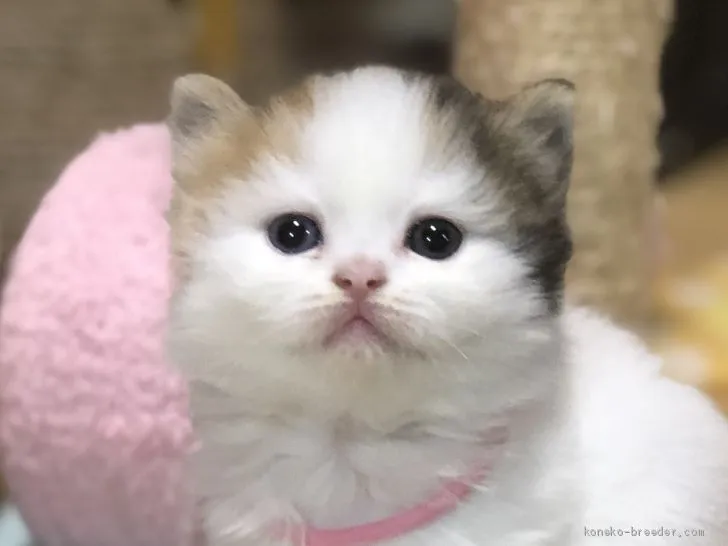 H.K 様のお迎えした子猫