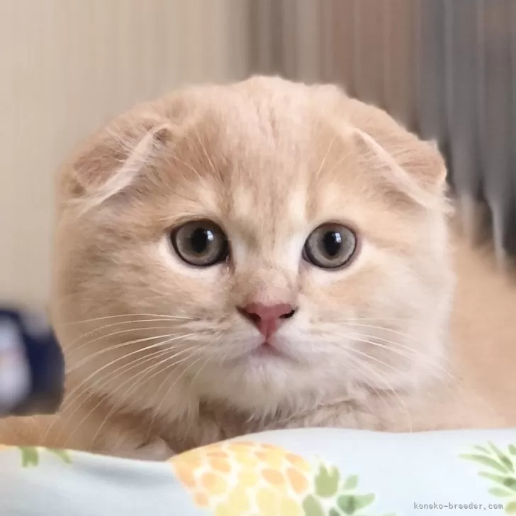 T.O 様のお迎えした子猫