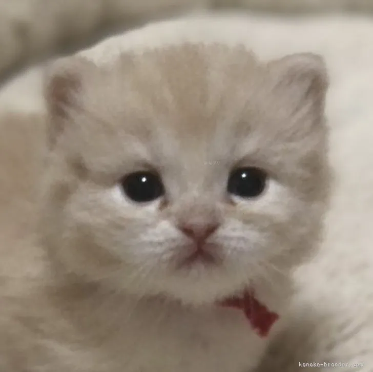 ID：2308-03383の子猫