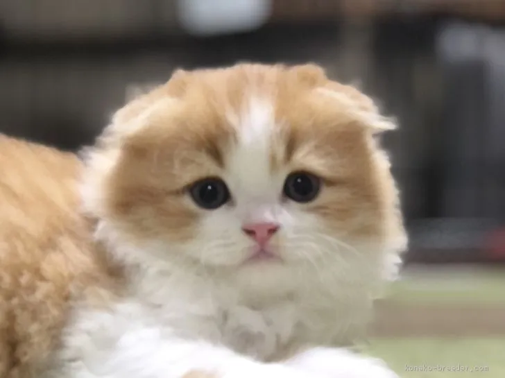 ID：2011-01269の子猫