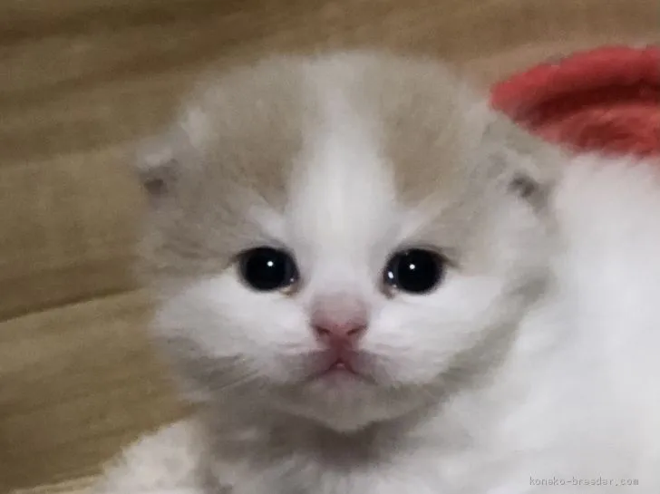 ID：2101-01782の子猫