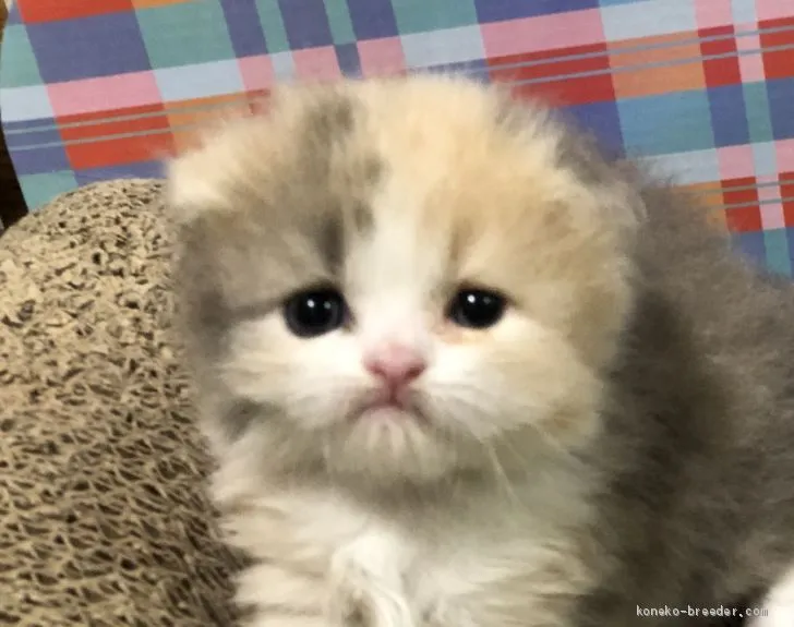 ID：2005-01103の子猫