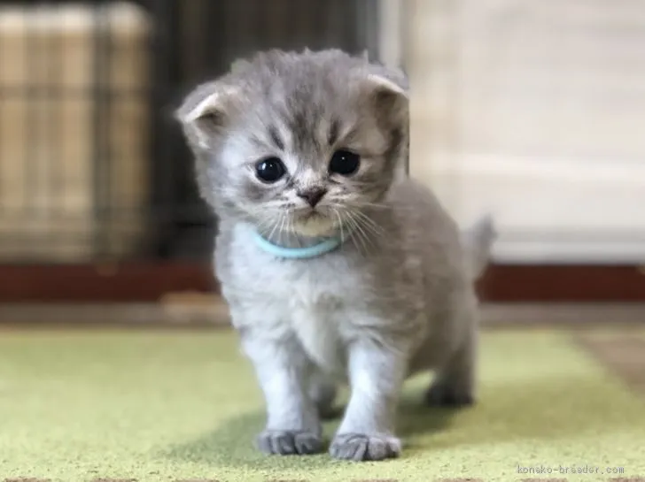 ID:2006-00762の子猫