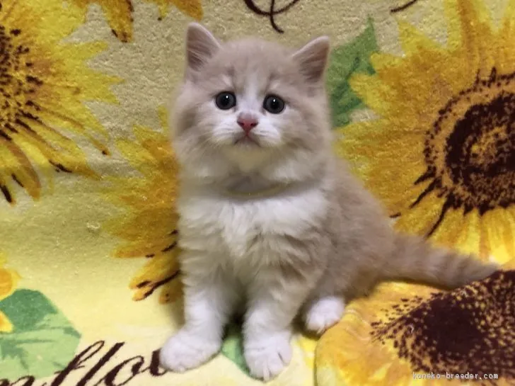 ID：1906-01508の子猫