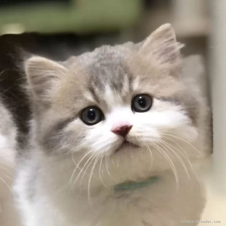 S.Y 様のお迎えした子猫
