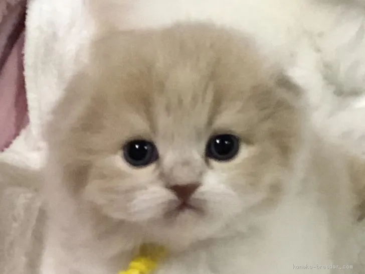 ID：2101-01783の子猫