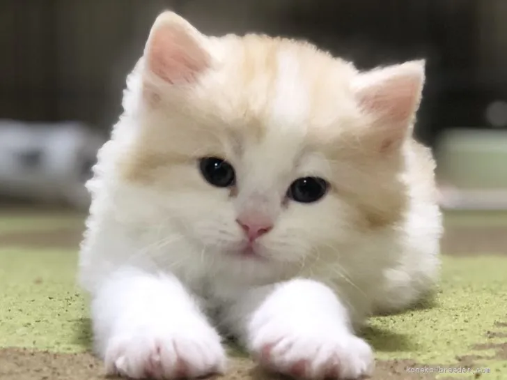 ID:2006-01291の子猫