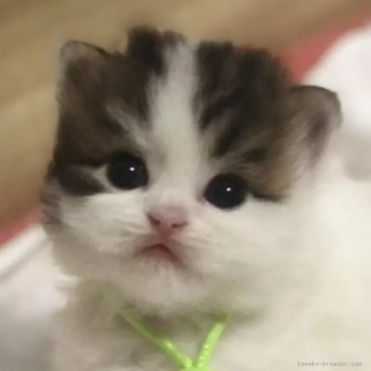 ID：2212-01907の子猫