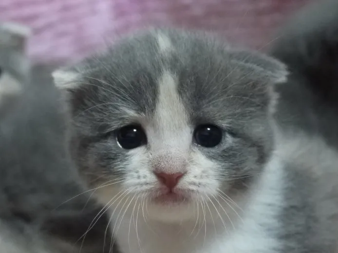 ID：1411-00068の子猫