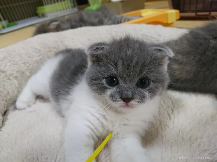 ダーマツ 様のお迎えした子猫