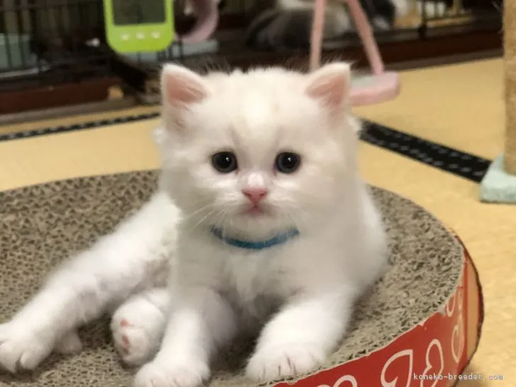 じゅん 様のお迎えした子猫