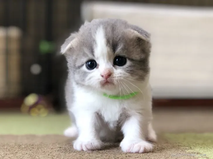 ID：2006-00758の子猫