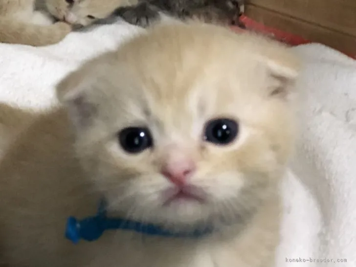 ID：2201-00233の子猫