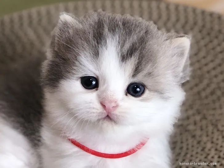 ID：2008-01400の子猫