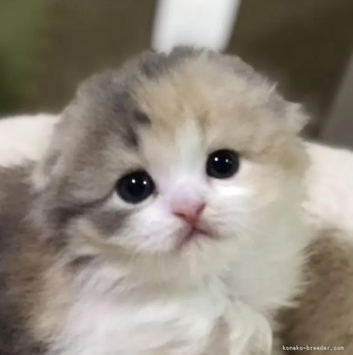 ID:2303-01113の子猫