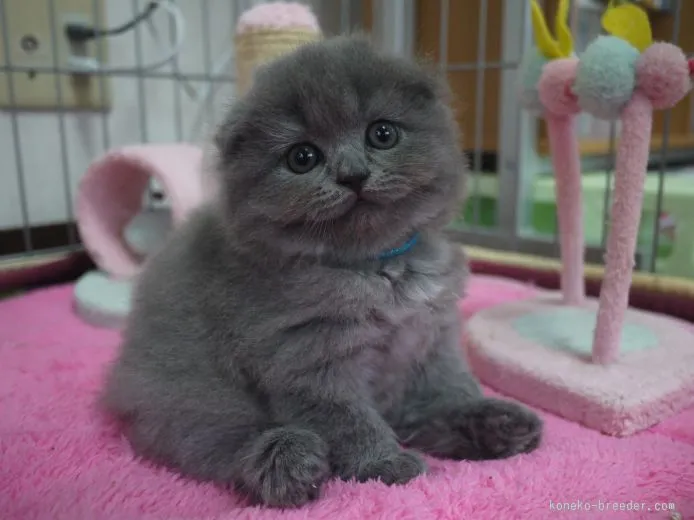 北口 浩 様のお迎えした子猫