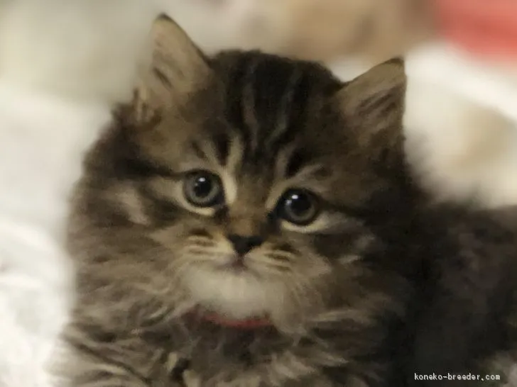 ID：1911-01005の子猫