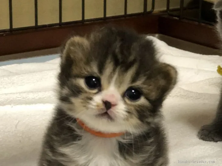 ID：2008-01402の子猫