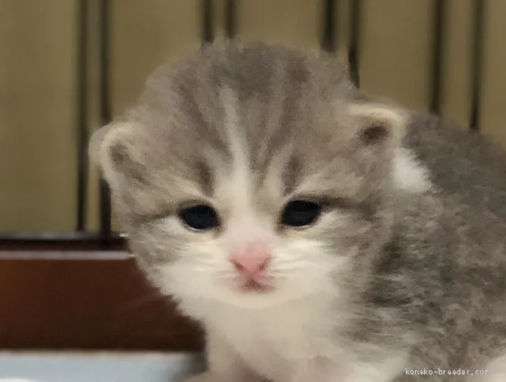 ID：2008-01401の子猫