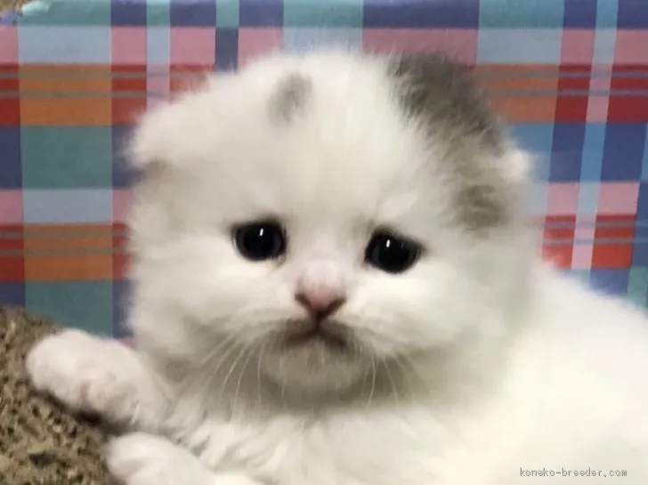 ID：2005-01101の子猫