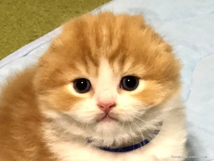 ID：2006-01289の子猫