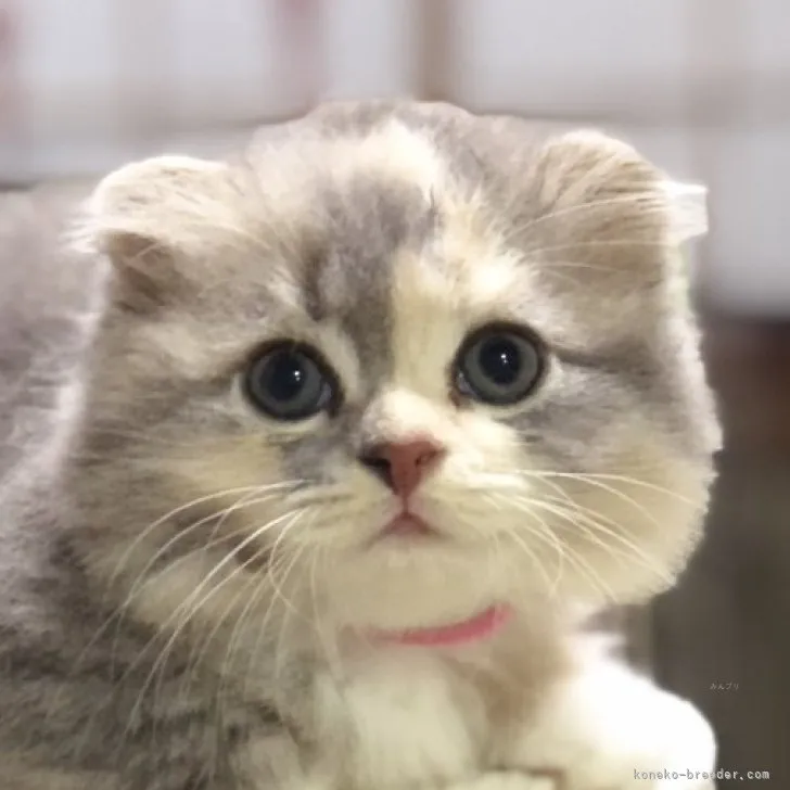 ID:2308-02945の子猫
