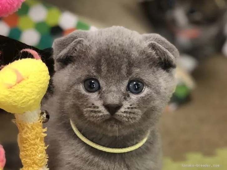 ID：2008-01030の子猫