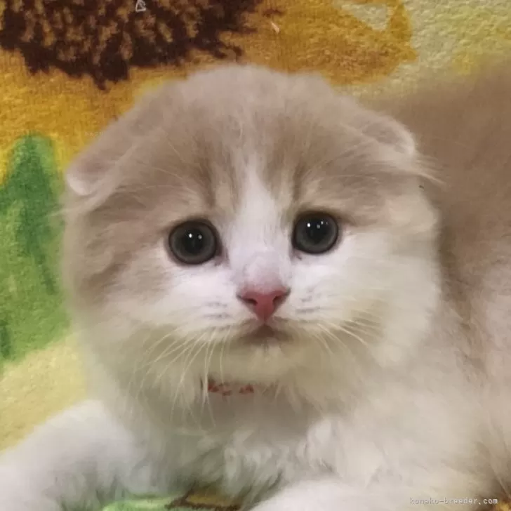 ID:2405-02915の子猫