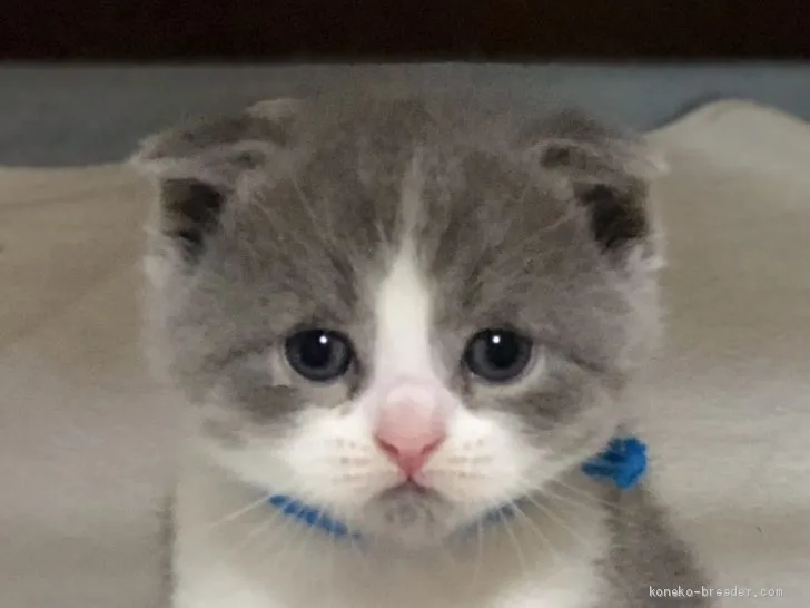 ID:2008-01029の子猫
