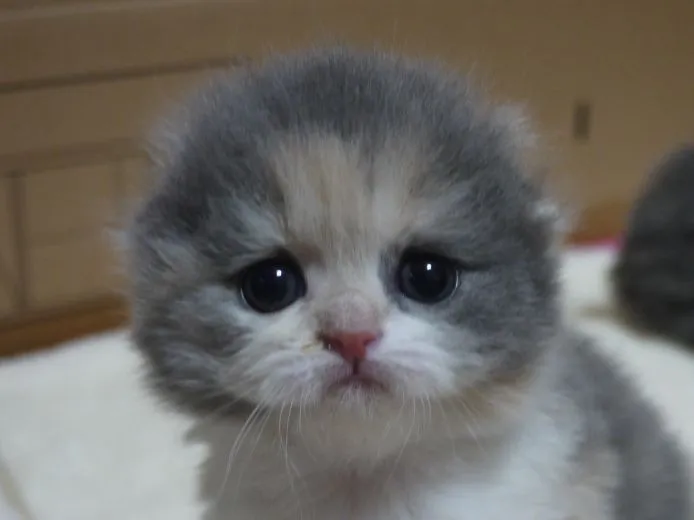 ID：1501-00008の子猫