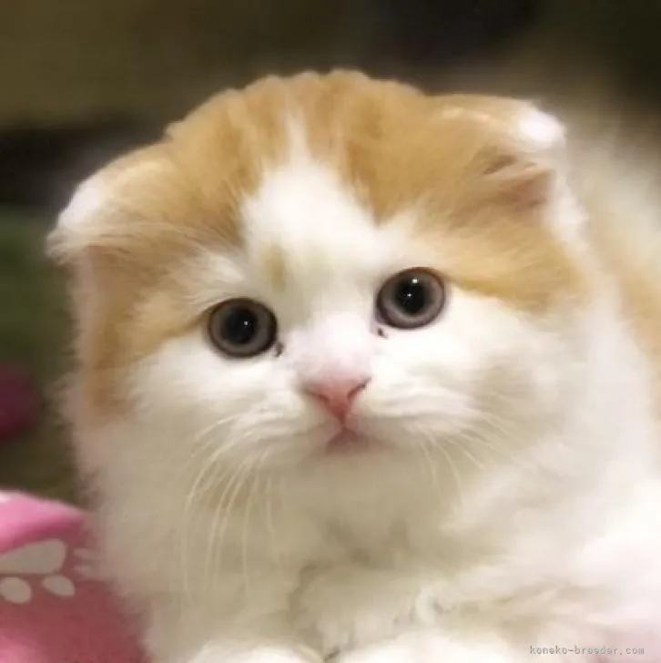 ID：2212-01908の子猫