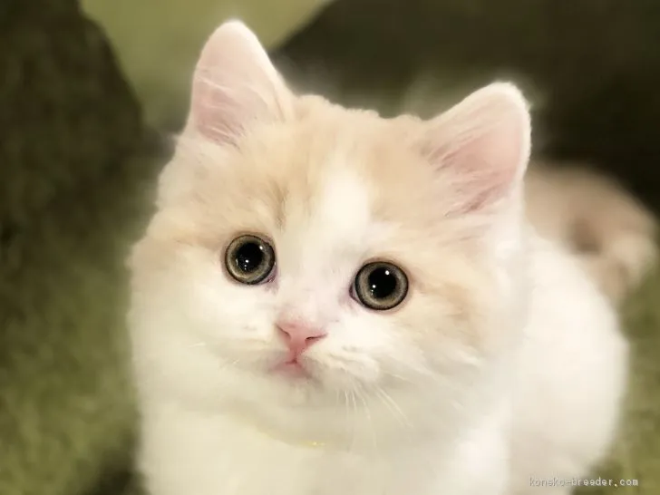 ID：1912-00075の子猫