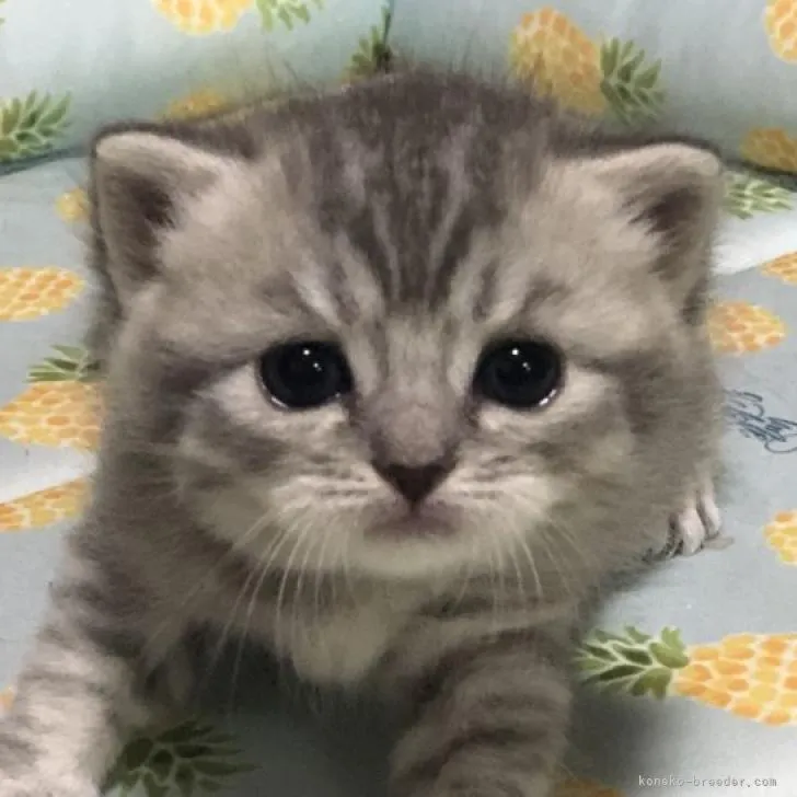 T.Ｉ 様のお迎えした子猫